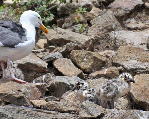Western Gull chicks