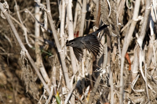 Catching a glimpse of the elusive catbird...