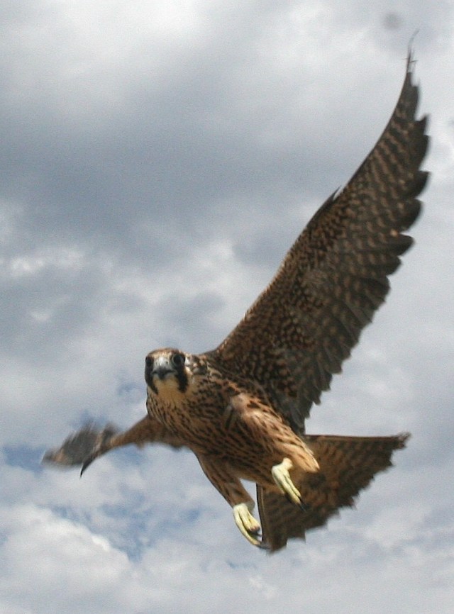 Peregrine on the wing...