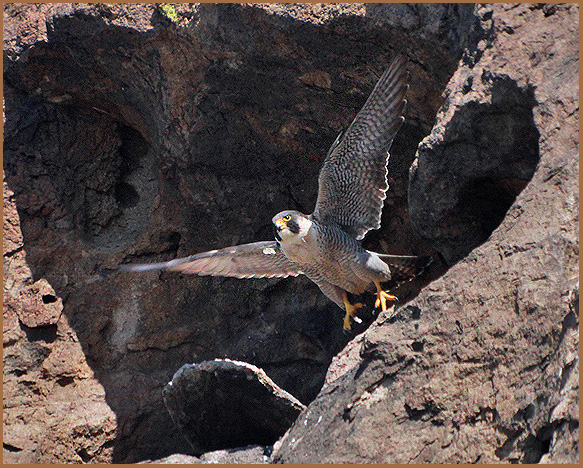 The matriarch of Morro Rock...