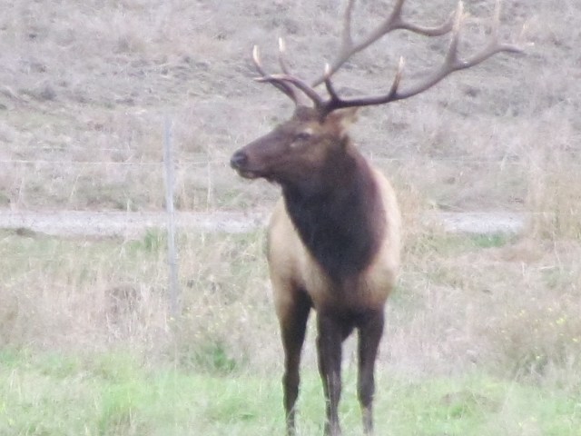 Tule elk