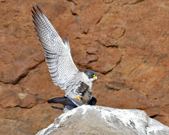 Back in the saddle again...