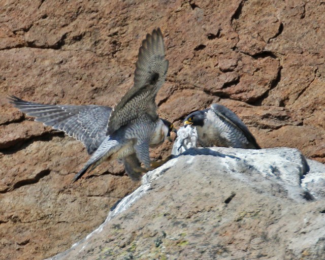 Soiled, but not foiled...