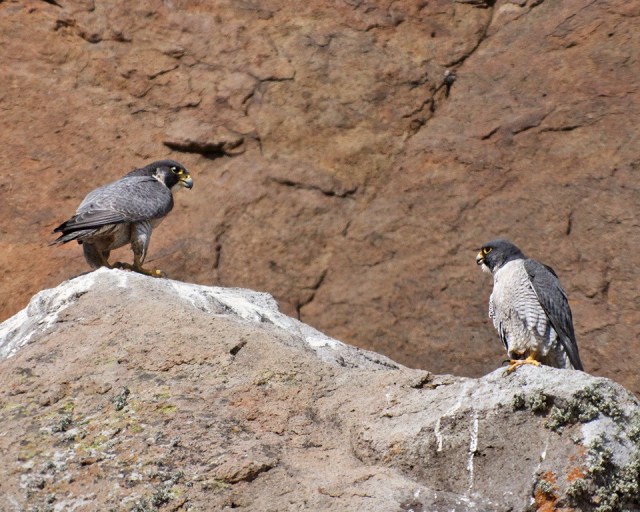 A few inches apart...